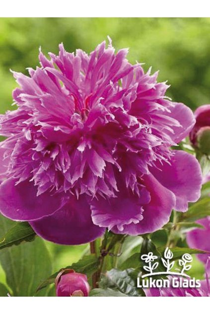 Paeonia PURPLE SPIDER - pivoňka