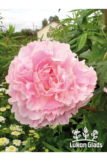 Paeonia SOLANGE - pivoňka