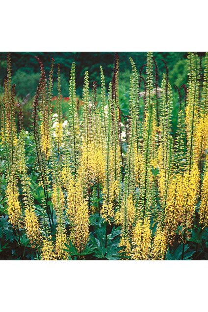 Ligularia przewalskii