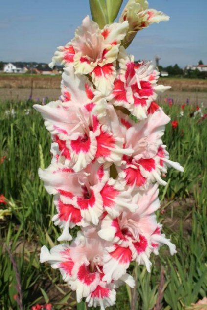 Mečík RANDOLPH - gladiolus