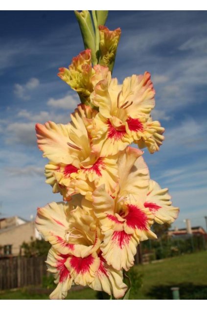 Mečík SASSY - gladiolus