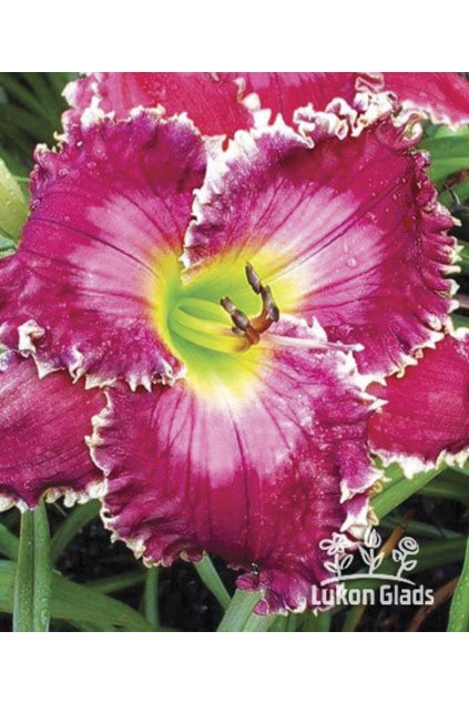 Denivka RUBY CLAIRE MINS - hemerocallis