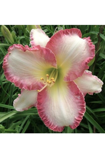 Denivka SHE'S GOT THE LOOK - hemerocallis
