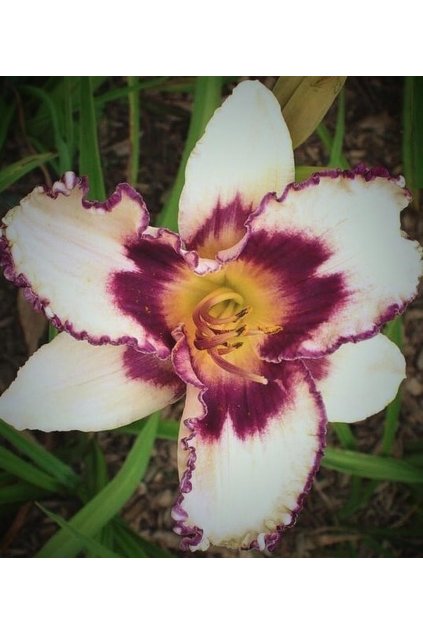 Denivka BLUEBERRY SUNDAE - hemerocallis