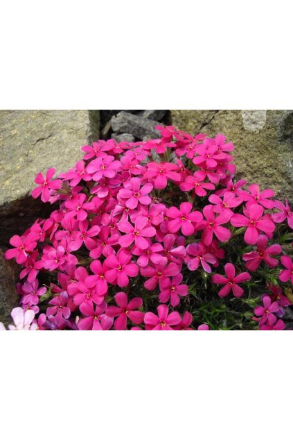 Phlox douglasii CRACKERJACK