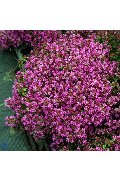 Thymus praecox COCCINEUS - mateřídouška časná