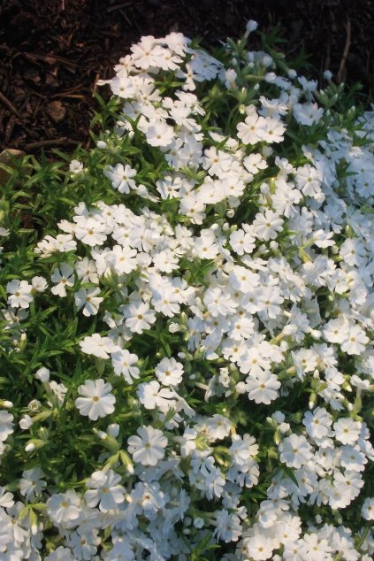Phlox subulata White Delight 14371 S 1