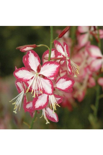 Gaura lindheimeri ROSY JANE - svíčkovec