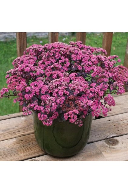 sedum telephium seduction ros soir e