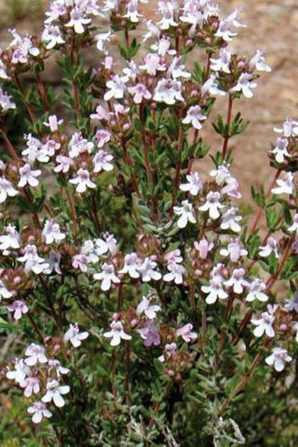 Thymus vulgaris