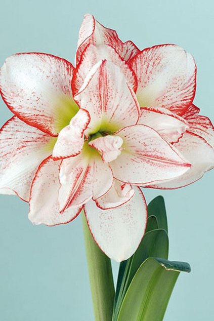 Amaryllis STRIPED AMADEUS - "hvězdník"