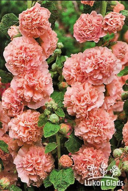Alcea rosea DOUBLE ROSE - topolovka, proskurník
