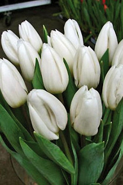 Tulipán WHITE PRINCE
