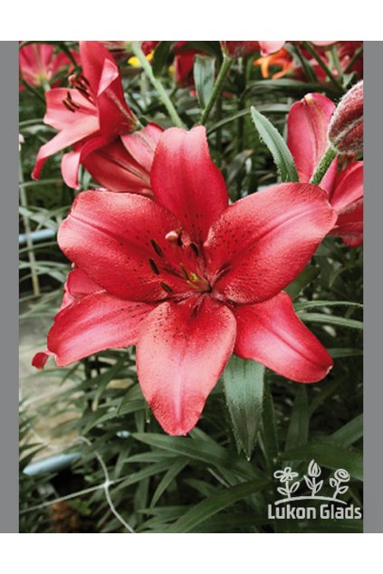 Lilie RED COUNTY - lilium