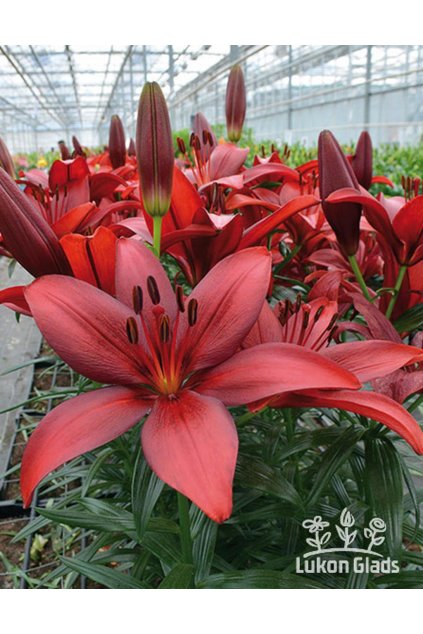 Lilie CORLEONE - lilium