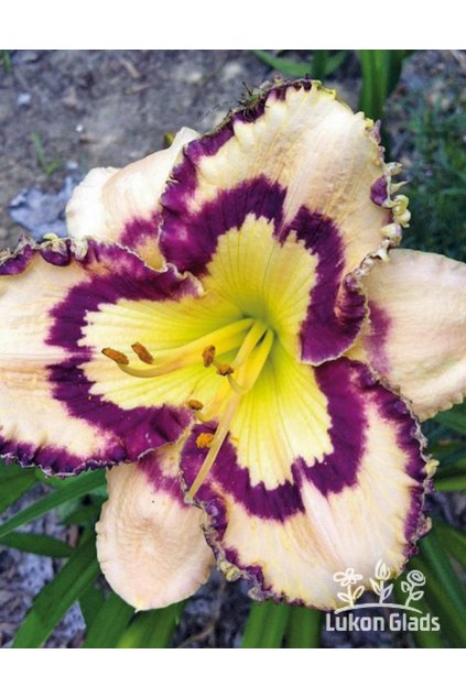 Denivka SPACECOAST SEA SHELLS - hemerocallis