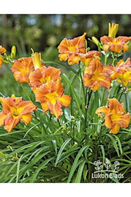 Denivka EveryDaylily BRONZE - hemerocallis