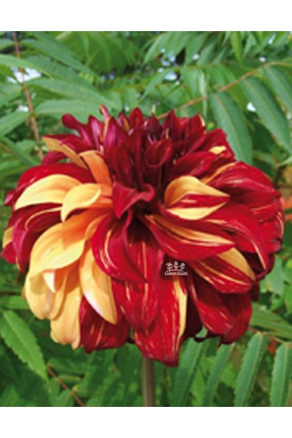 Jiřina BOHEMIAN SPARTACUS - dahlia