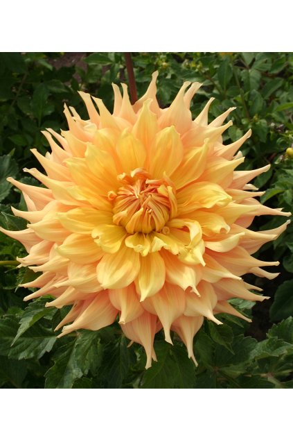 Jiżina Harry Megos 19c