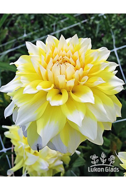 Jiřina HOLLYHILL LEMON ICE - dahlia