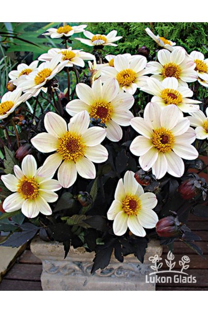 Jiřina HD CREAM WHITE - dahlia