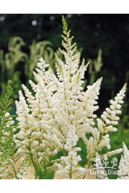 Astilbe arendsii DIAMANT - čechrava