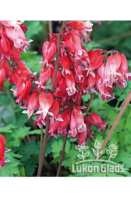 Dicentra formosa LUXURIANT  - srdcovka nádherná, srdíčko