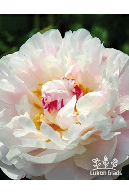 Paeonia AVALANCHE  - pivoňka