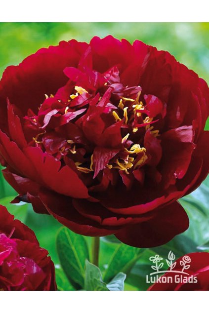 Paeonia RED GLORY - pivoňka
