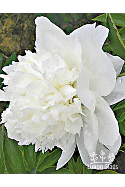 Paeonia WHITE TOWERS - pivoňka