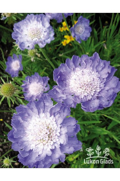 Scabiosa caucasica PERFECTA MID BLUE - hlaváč kavkazský