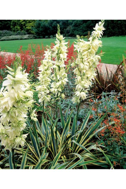 Yucca filamentosa BRIGHT EDGE