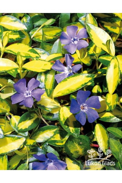 Vinca minor VARIEGATED GOLDEN