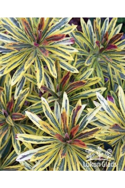 Euphorbia amygdaloides ASCOT RAINBOW - pryšec mandloňovitý