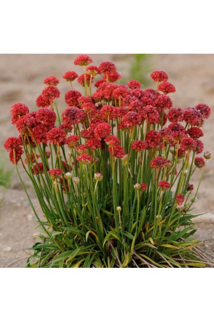 Armeria maritima BALLERINA RED - trávnička přímořská