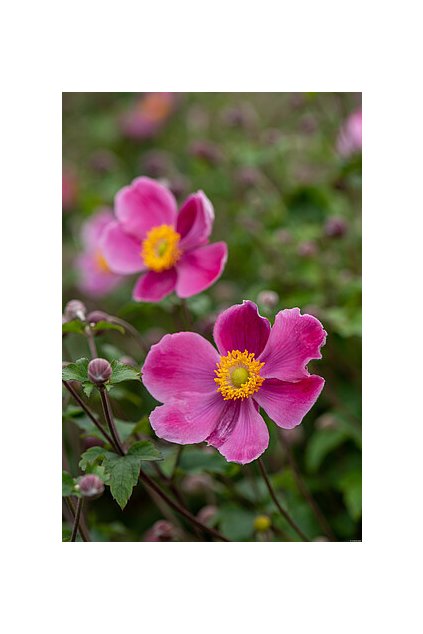 splendens anemone 73225 1