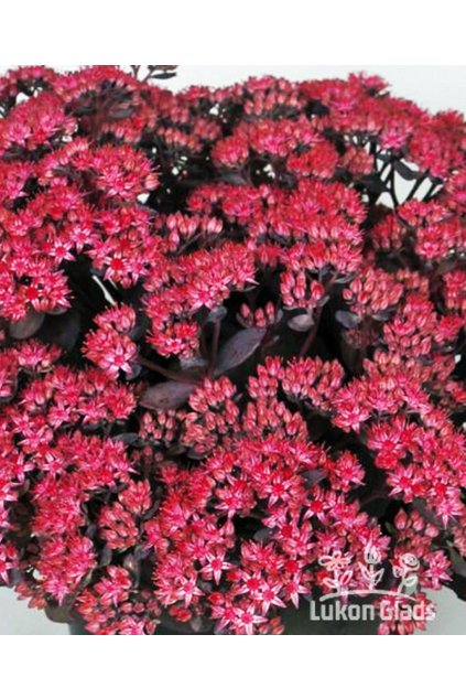 Sedum hybridum RED SPARKLE - rozchodník