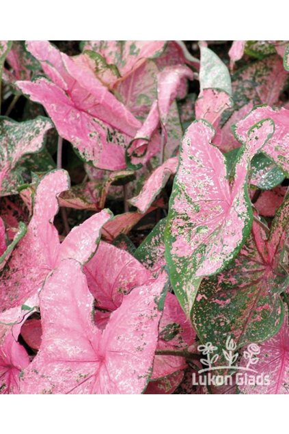 Caladium PINK BEAUTY - kaládie, andělská křídla