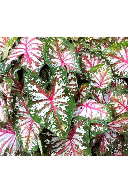 Caladium TAPESTRY1