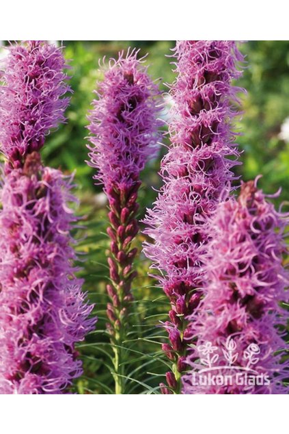 Liatris spicata VIOLET - NAHRNKOVANÝ