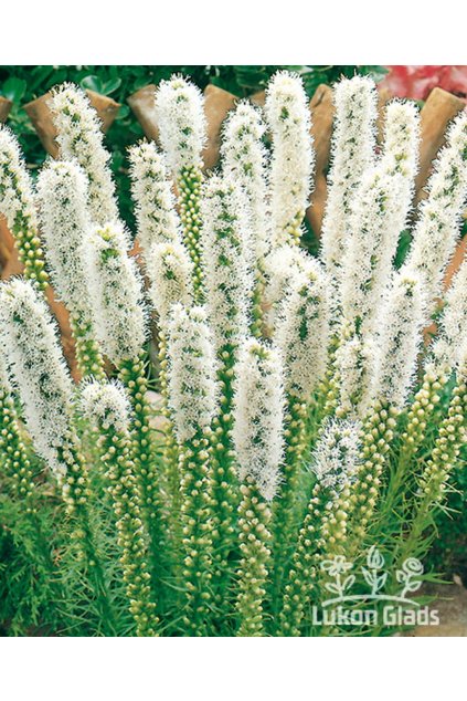 Liatris spicata ALBA - šuškarda