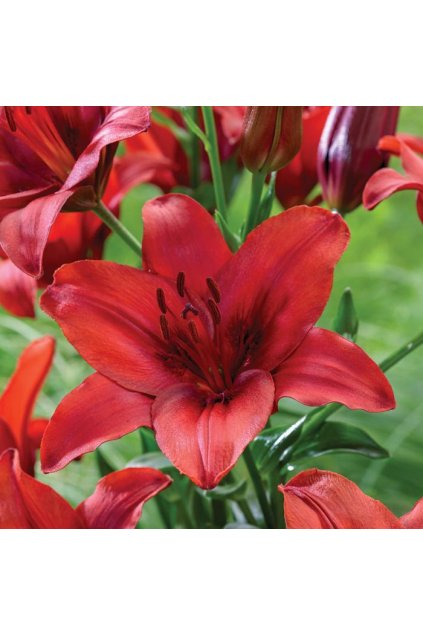 LILIE red highland