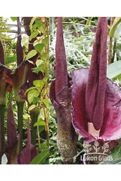 Amorphophallus rivierii DEVILS TONGUE - zmijovec