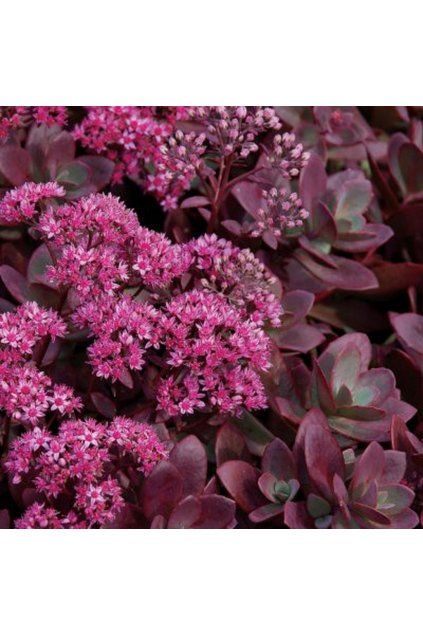 0819 Sedum SunSparkler FIRECRACKER - rozchodník