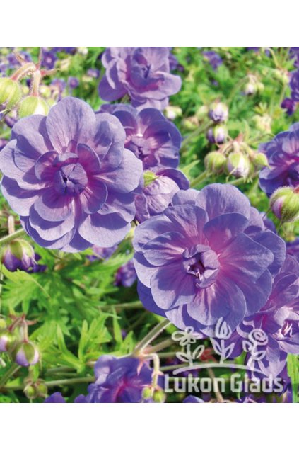 Geranium himalayense BIRCH DOUBLE - kakost