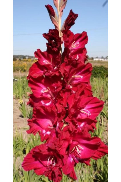 Mečík GENERÁL PATTON - gladiolus