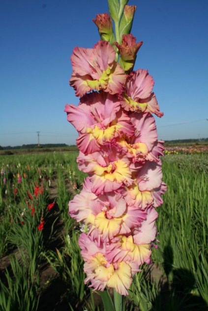 Mečík OLINKA - gladiolus