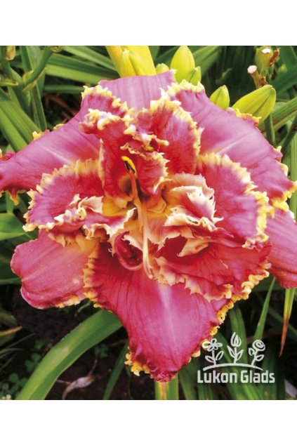 Denivka VENETIAN FRINGE - hemerocallis