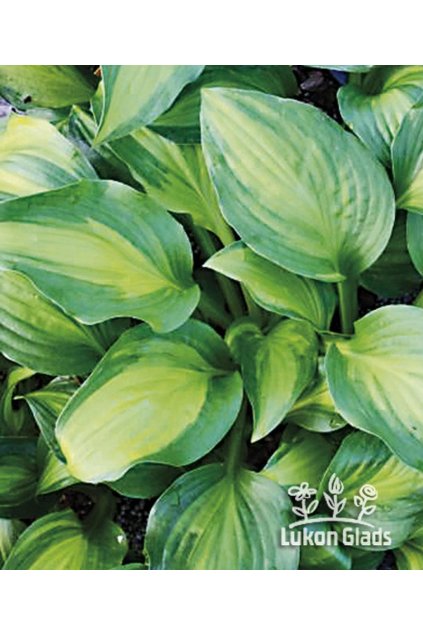 Hosta ADORABLE - bohyška, funkie