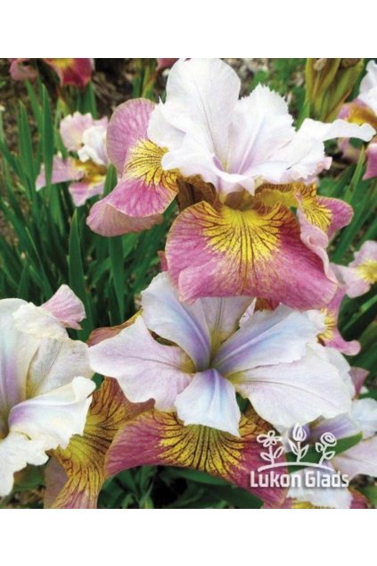 Iris sibirica SUGAR RUSH  - "sibiřský kosatec"